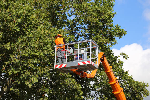 Best Emergency Tree Removal  in Thiensville, WI