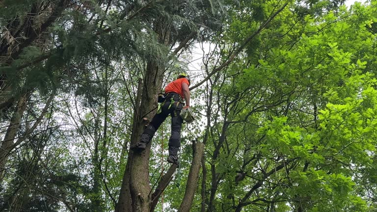 Best Tree Removal  in Thiensville, WI