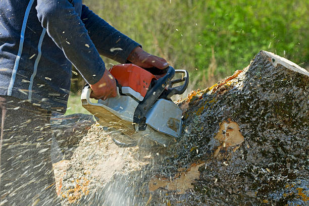 Why Choose Our Tree Removal Services in Thiensville, WI?